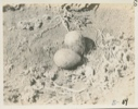 Image of Eggs of Great Black Back Gull